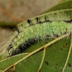 Acronicta leporina - Mramorovka vŕbová 20-07-31