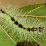 Acronicta leporina - Mramorovka vŕbová 20-16-55