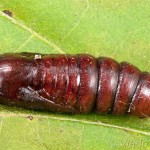 Acronicta leporina - Mramorovka vŕbová 20-49-34