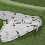 Acronicta leporina - Mramorovka vŕbová 20-57-07