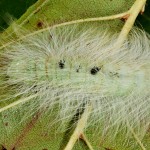 Acronicta leporina - Mramorovka vŕbová 20-57-10