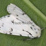 Acronicta leporina - Mramorovka vŕbová 20-57-42