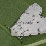 Acronicta leporina - Mramorovka vŕbová 20-58-11