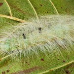 Acronicta leporina - Mramorovka vŕbová 20-59-46