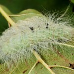 Acronicta leporina - Mramorovka vŕbová 21-01-25