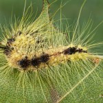 Acronicta leporina - Mramorovka vŕbová 21-40-08