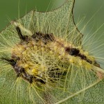 Acronicta leporina - Mramorovka vŕbová 21-45-19