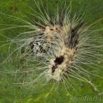 Acronicta leporina - Mramorovka vŕbová 21-48-40