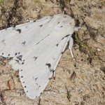 Acronicta leporina - Mramorovka vŕbová 22-45-36