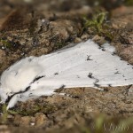 Acronicta leporina - Mramorovka vŕbová 22-47-22