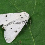 Acronicta leporina - Mramorovka vŕbová 231342