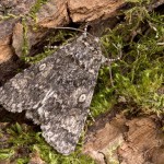 Acronicta megacephala - Mramorovka veľkohlavá 184331