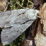 Acronicta cuspis, tridens, psi - Mramorovka jelšinová, marhuľová, trnková 202306