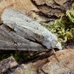 Acronicta cuspis, tridens, psi - Mramorovka jelšinová, marhuľová, trnková 203407