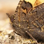 Aglais urticae - Babôčka pŕhľavová 11-36-09