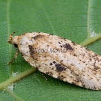 Agonopterix arenella - Ploskáč lopúchový 080139