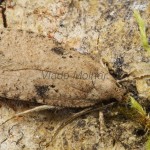 Agonopterix arenella - Ploskáč lopúchový 17-06-40