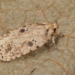 Agonopterix arenella - Ploskáč lopúchový 18-09-51