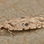 Agonopterix arenella - Ploskáč lopúchový 18-16-31