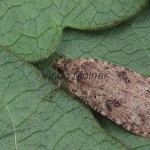 Agonopterix ciliella ,heracliana, cf - Ploskáč 102647