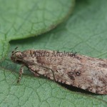 Agonopterix ciliella ,heracliana, cf - Ploskáč 103605