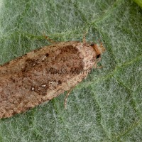 Agonopterix ciliella ,heracliana, cf - Ploskáč 164628