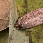 Agonopterix ciliella ,heracliana, cf - Ploskáč 17-26-28