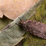 Agonopterix ciliella ,heracliana, cf - Ploskáč 17-27-17