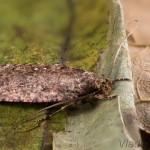Agonopterix ciliella ,heracliana, cf - Ploskáč 17-28-26