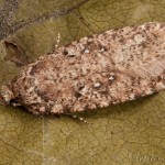 Agonopterix ciliella ,heracliana, cf - Ploskáč 18-08-43