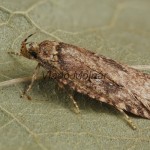 Agonopterix ciliella ,heracliana, cf - Ploskáč 193615