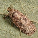Agonopterix ciliella ,heracliana, cf - Ploskáč 194025