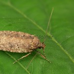 Agonopterix ciliella ,heracliana, cf - Ploskáč 20-43-43