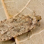 Agonopterix ciliella ,heracliana, cf - Ploskáč 201952