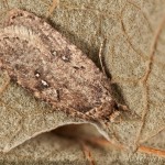 Agonopterix ciliella ,heracliana, cf - Ploskáč 22-51-59