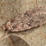 Agonopterix ciliella ,heracliana, cf - Ploskáč 22-52-57