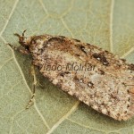 Agonopterix ciliella ,heracliana, cf - Ploskáč 183613