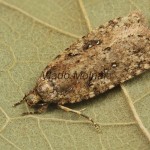 Agonopterix ciliella ,heracliana, cf - Ploskáč 184218