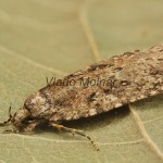 Agonopterix ciliella ,heracliana, cf - Ploskáč 184928