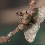 Agriopis leucophaearia - Piadivka osiková 17-48-26