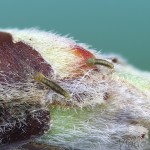 Agriopis marginaria - Piadivka bodkovaná 16-03-46