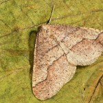 Agriopis marginaria - Piadivka bodkovaná 17-39-50