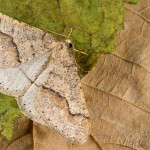 Agriopis marginaria - Piadivka bodkovaná 17-42-05