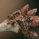 Agriopis marginaria - Piadivka bodkovaná 18-15-06
