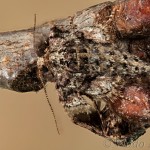 Agriopis marginaria - Piadivka bodkovaná 18-18-56