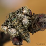 Agriopis marginaria - Piadivka bodkovaná 22-09-47