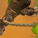 Agriopis marginaria - Piadivka bodkovaná 22-14-45