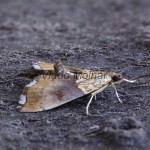 Agrotera nemoralis - Vijačka hrabinová 193600