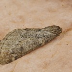 Alsophila aescularia - Piadivka marcová 164910