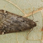 Alsophila aescularia - Piadivka marcová 165158